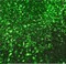 1 Yard Kelly Green Glitz Sequin Fabric Sparkly Spangle Mesh for Costumes Decor Crafts 50 Inch Width
